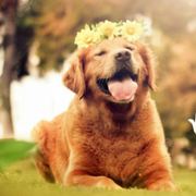 绿小姐的幻想世界