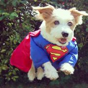 可嘉是个萌叔叔