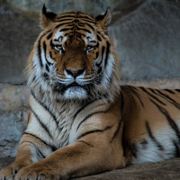 小纠结墨墨噌噌