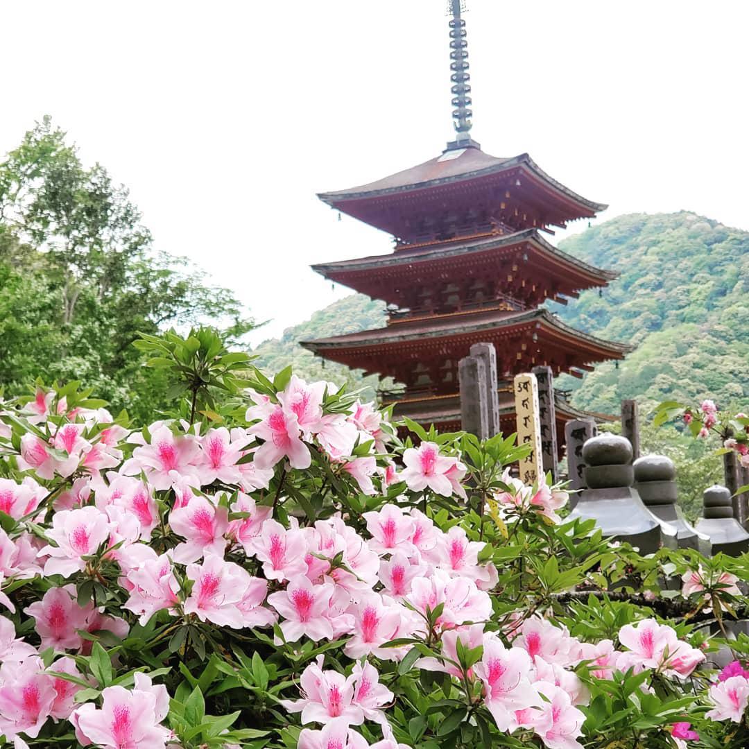 长谷寺 | 漫步樱井市，最受外国人欢迎的景点  长谷寺就在奈良县樱井市，在《源氏物语》中就有被记载，