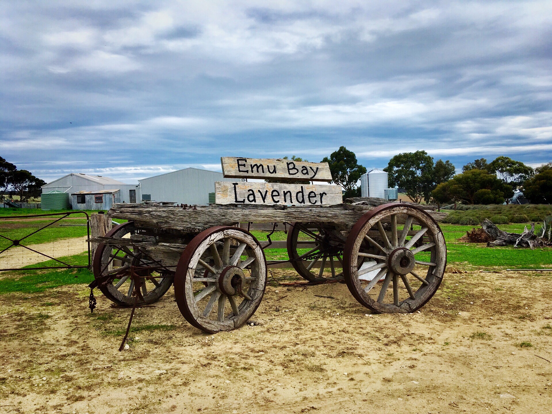 鸸鹋湾薰衣草花田 Emu Bay Lavender Farm 位于南澳大利亚袋鼠岛，该薰衣草农庄始于