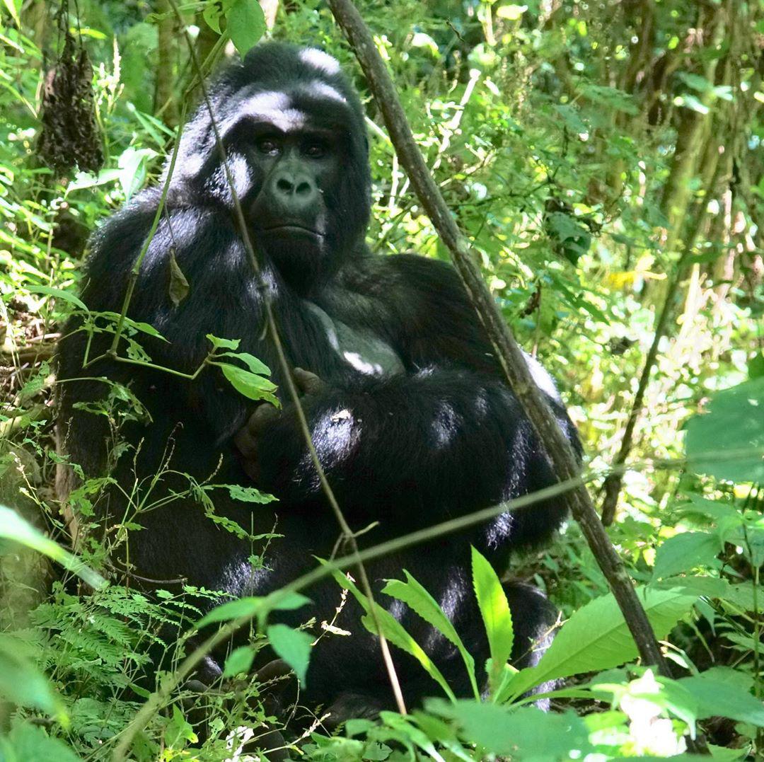 Bwindi Impenetrable National Park:追寻神秘的山地大猩猩 植物 Bw