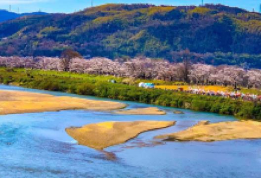 淀川河川公园背割堤地区景点图片