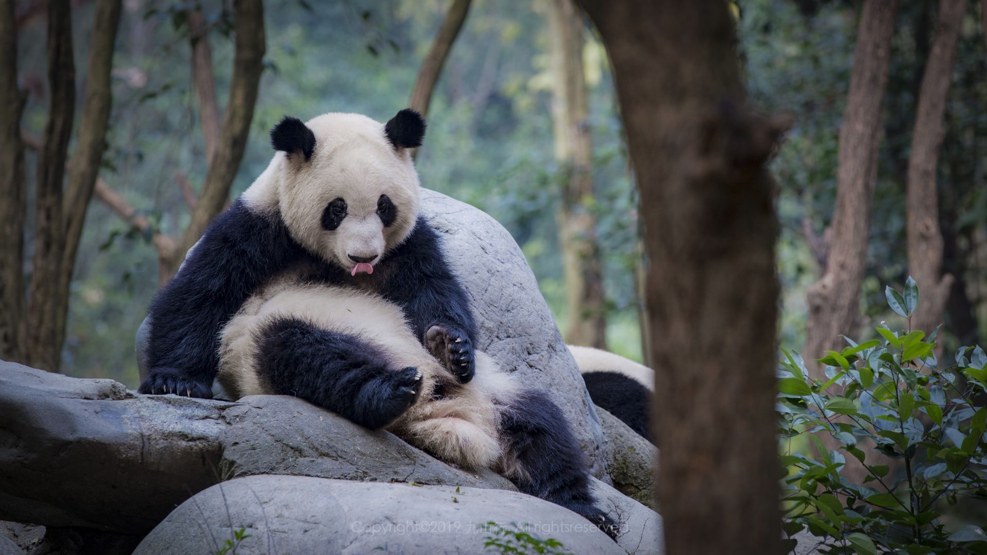 ⛰【景点攻略】 成都大熊猫繁育研究基地，位于成都市成华区北郊斧头山，占地面积约1500亩，可以说是一