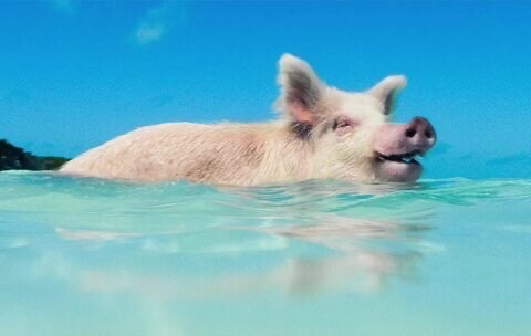 👣 猪岛 Big Major Cay 位于中美洲加勒比海巴哈马群
