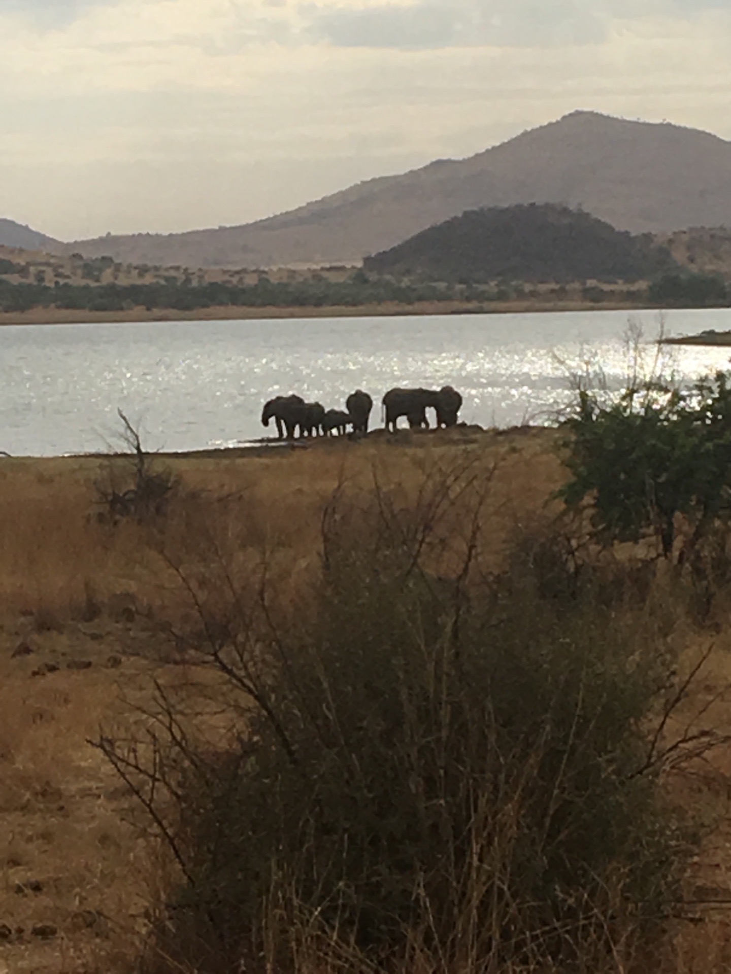 湖边的象群。
