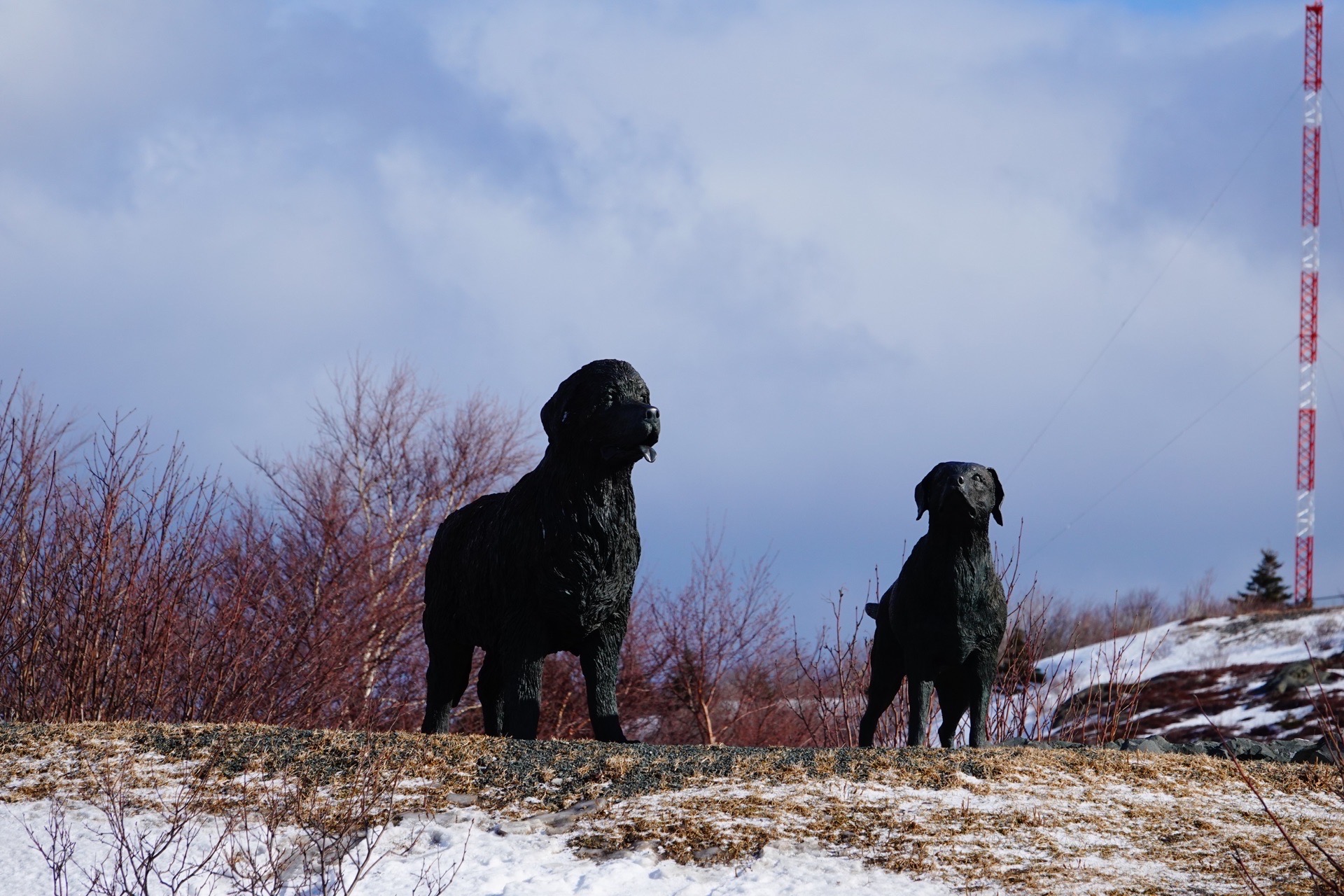#两只好狗# 你知道哪只是拉布拉多犬？哪只是纽芬兰犬吗？