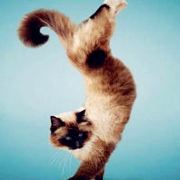 我不喝养乐多了好不好