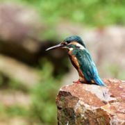 喜欢蓝白的金牛先森