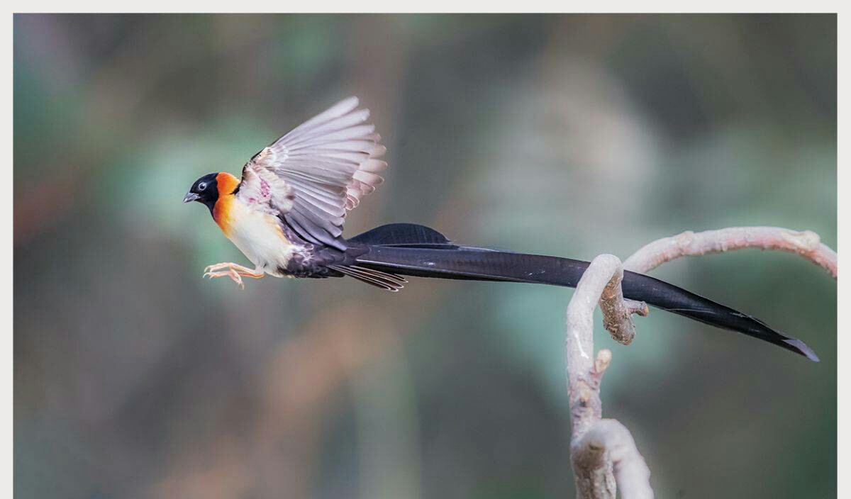 比例很长，雄鸟主要呈黑色，下体粉白色，中央尾羽极长，拥有非常漂亮的繁殖羽。生活于热带草原和疏林中，喜