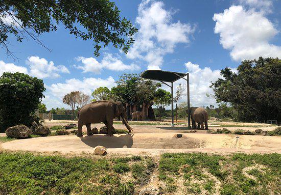迈阿密动物园：美国规模最大动物园之一  迈阿密动物园是一座古老的动物园，距今有71年的历史，在美国境