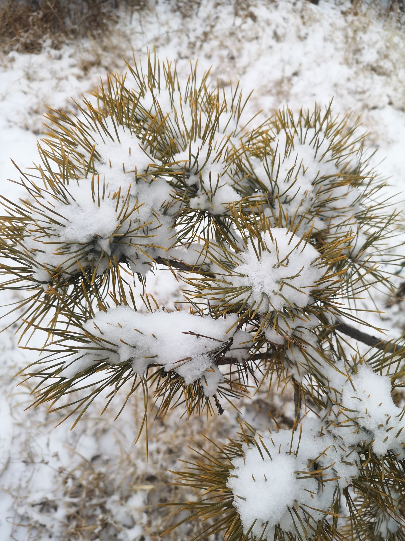 大雪压青松，青松挺且直，欲知松高洁，待到雪化时。