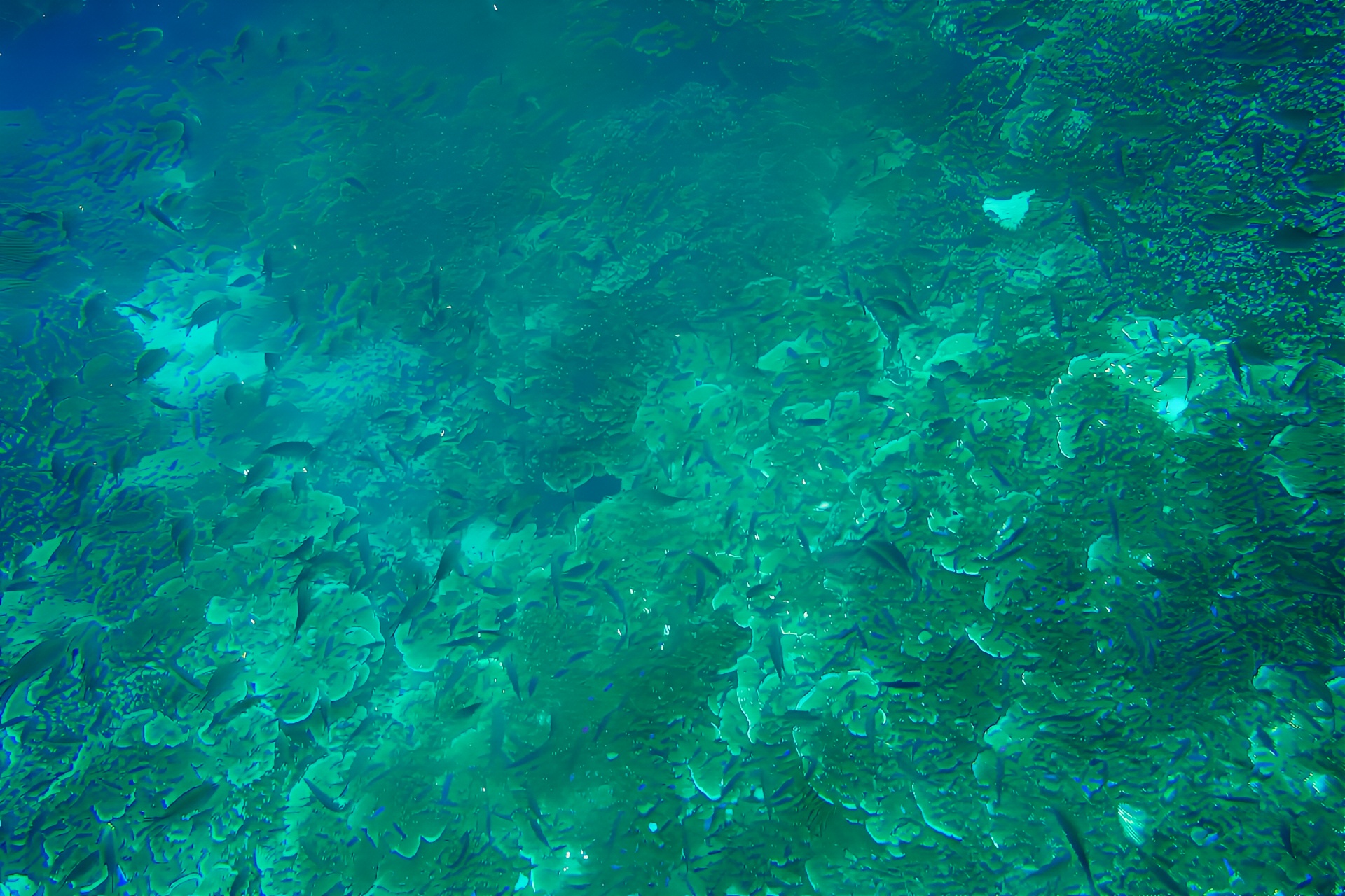 世界唯二的沙丁鱼风暴，菲律宾墨宝吸引着全世界的游客 墨宝是浮潜和潜水的天堂，有媲美马尔代夫的水质风光