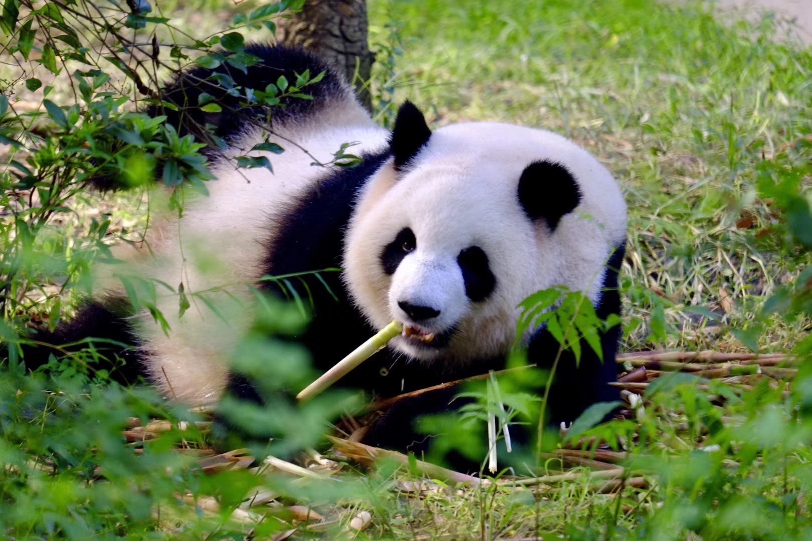 天府之国看憨态可掬的大熊猫 🐼🐼🐼 来成都的话，看大熊猫🐼可以说是必打卡的项目之一了。如果你正好去都