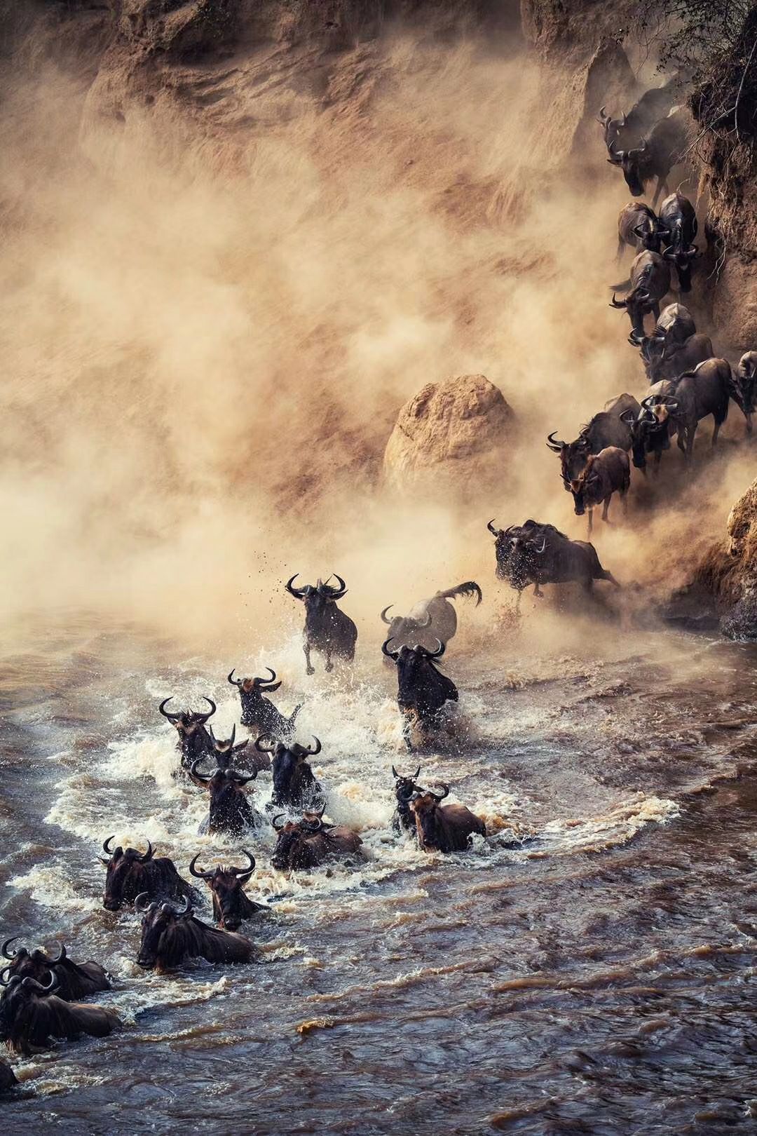 气势磅礴的动物大迁徙-肯尼亚