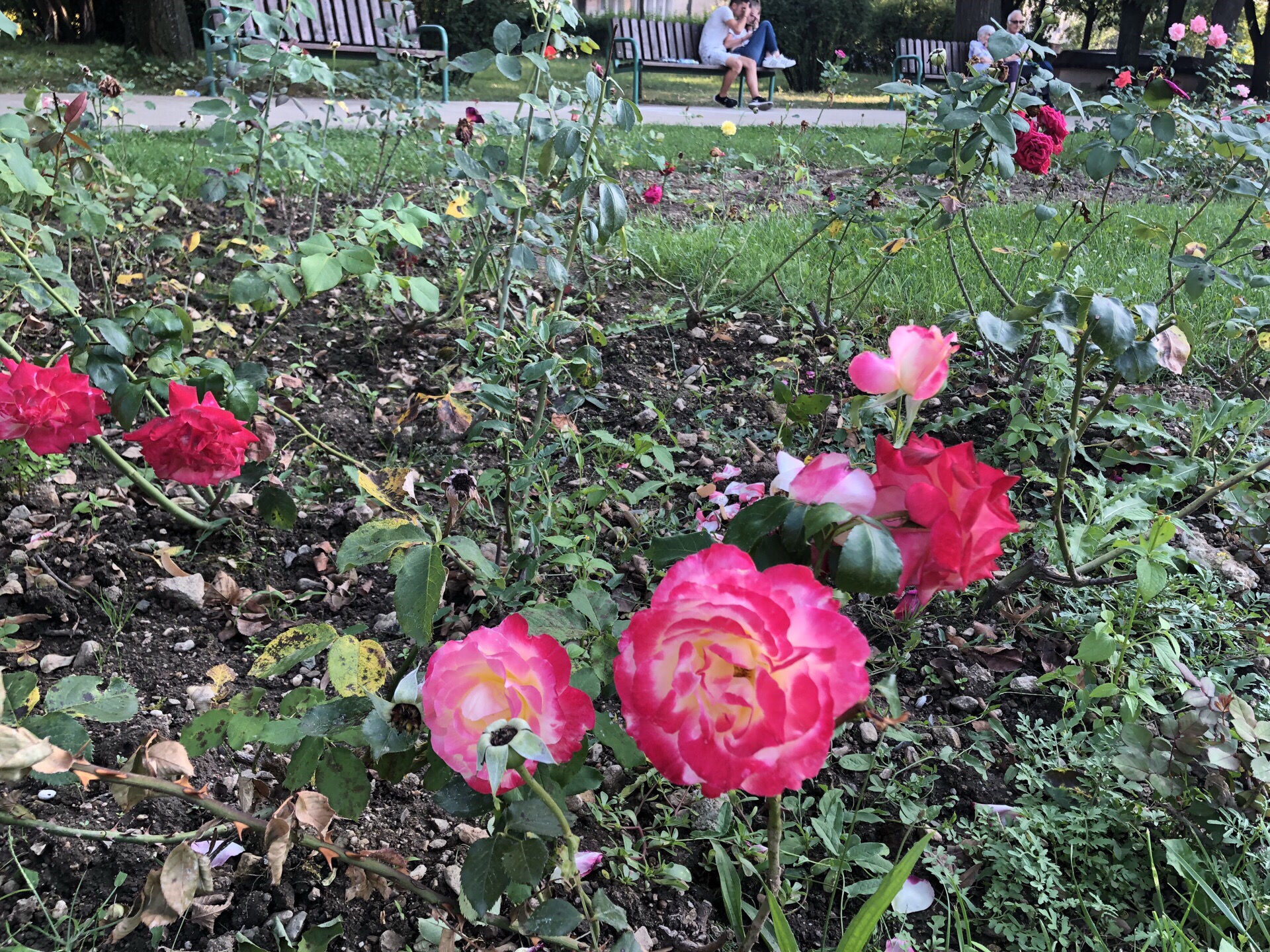 玫瑰国里的玫瑰城-卡赞勒克，位于玫瑰谷中。从十七世纪发展为玫瑰油制造中心，培育出了大量油用和观赏玫瑰
