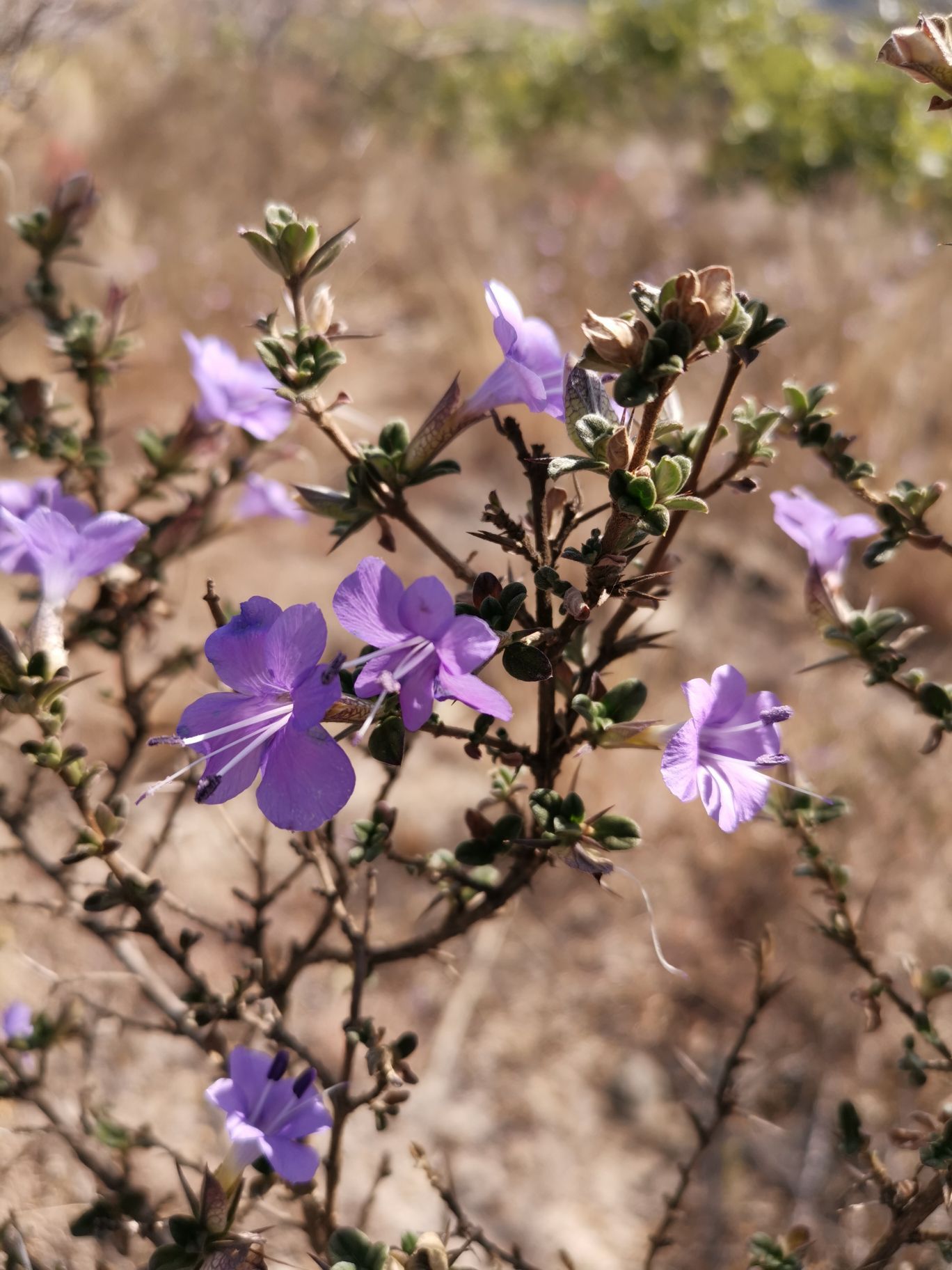 哈拉雷附近DOMBOSHAVA山区旱季初春的野花