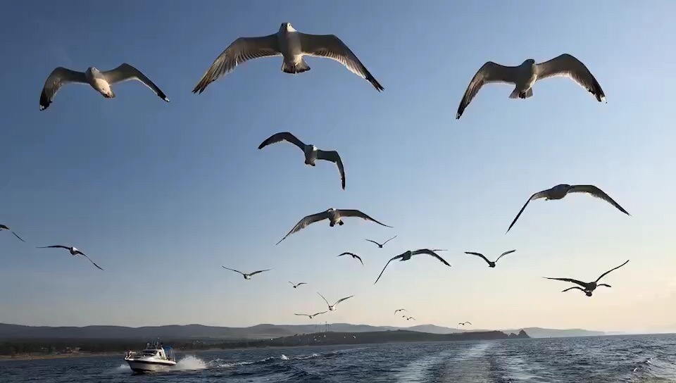 湖面与海鸥竞跑