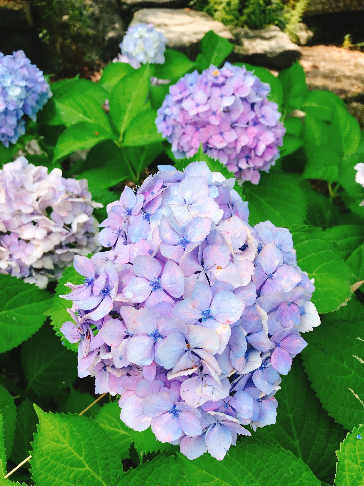 梅雨の紫陽花