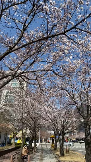 蓝天下的樱花🌸