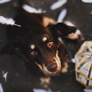 快到潇潔的碗裏來