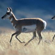 天使恶魔小幽魂