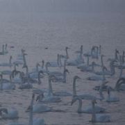 背小书包的人夫