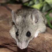 半亩田园无花果