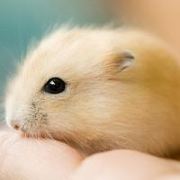 任盈盈之笑傲江湖