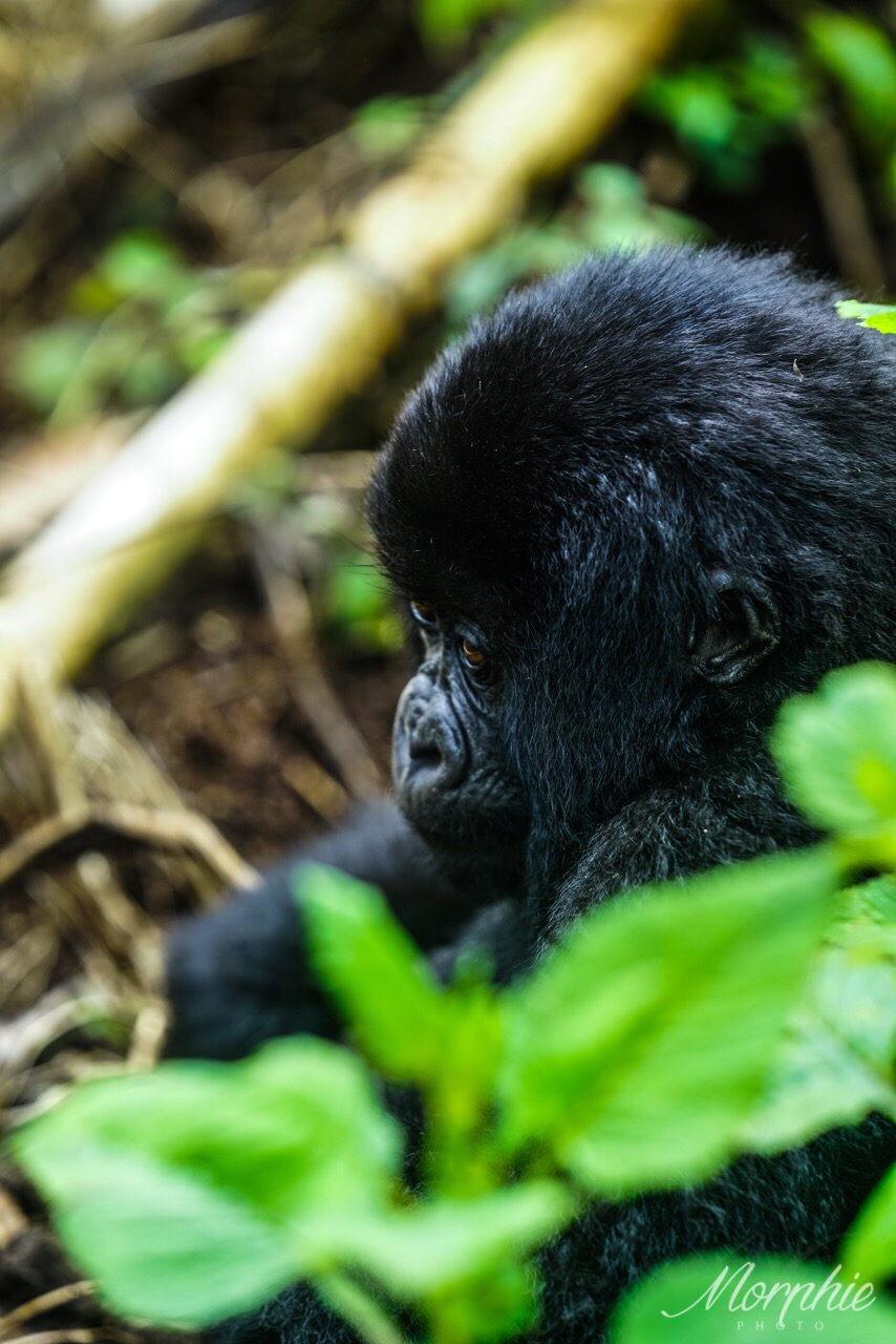 卢旺达 | 火山国家公园追寻银背大猩猩