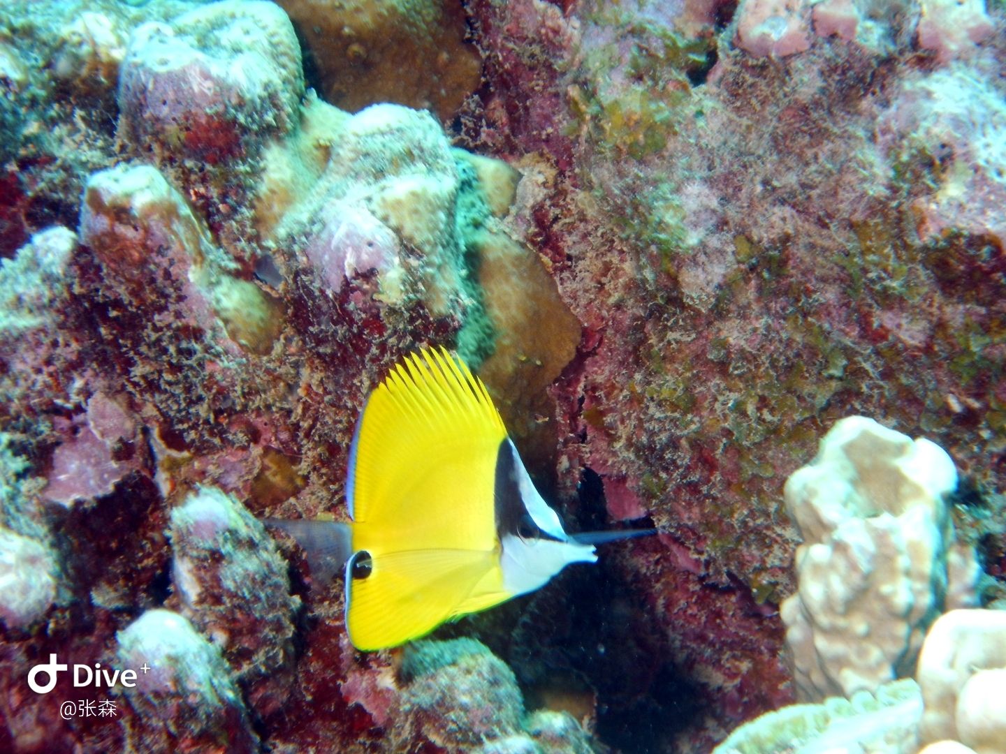毛里求斯潜水时拍摄的各类鱼