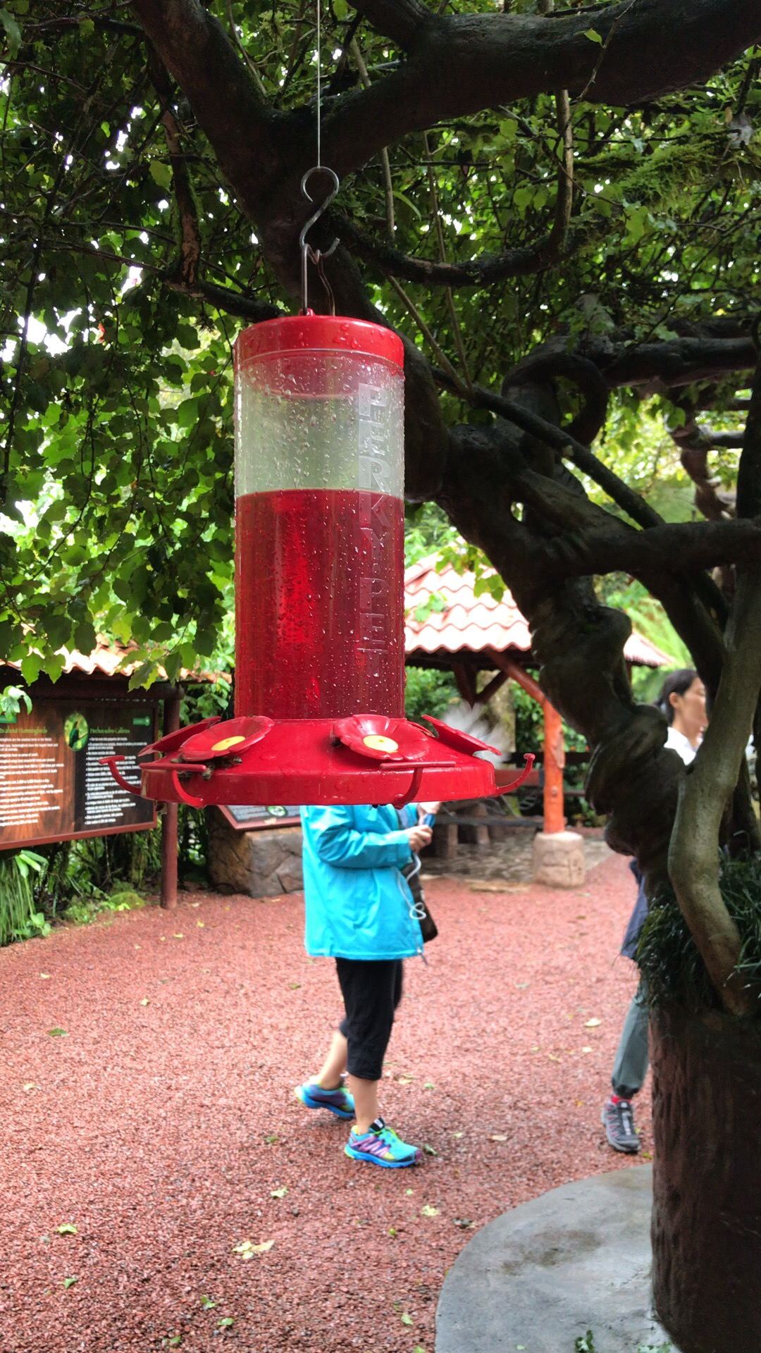 【哥斯达黎加旅游】和平瀑布花园 看蜂鸟吸蜜 可爱的小生命！  🌟专注提供秘鲁及中南美国家中英文线路游