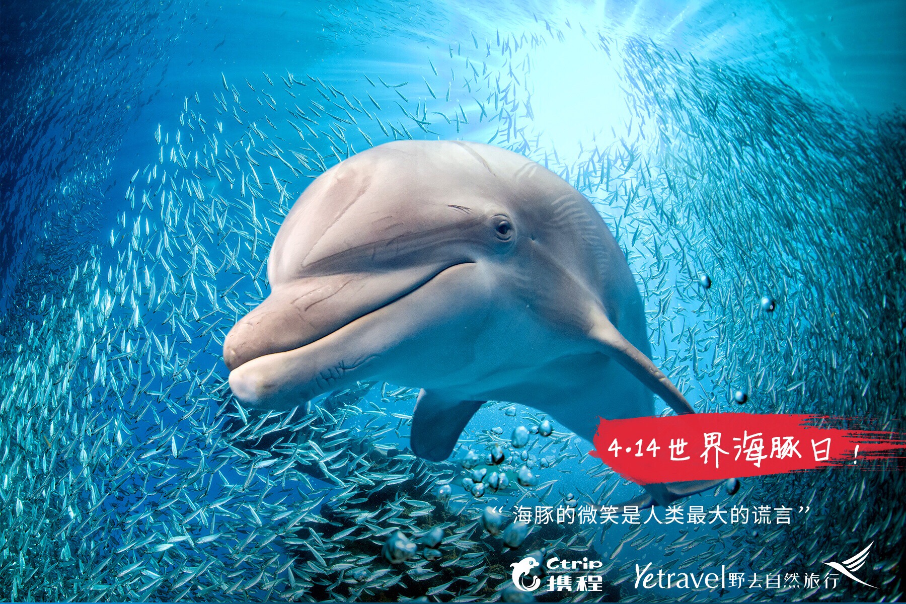 今天是世界海豚日，这个日期的设立旨在提升公众对这种可爱海洋生物的了解和保护意识。  海豚是一种很聪明