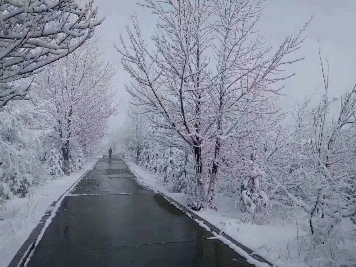 西山公园春雪
