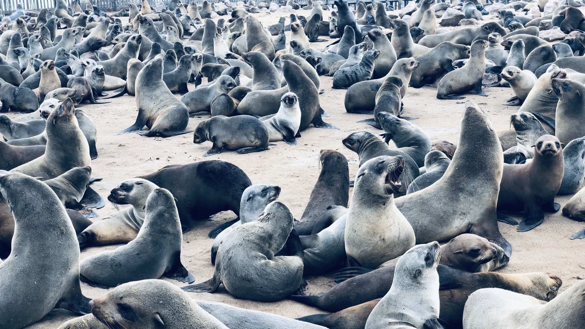 纳米比亚的鲸湾港  有成群的海豹 火烈鸟 无尽的沙漠 摄影师的天堂