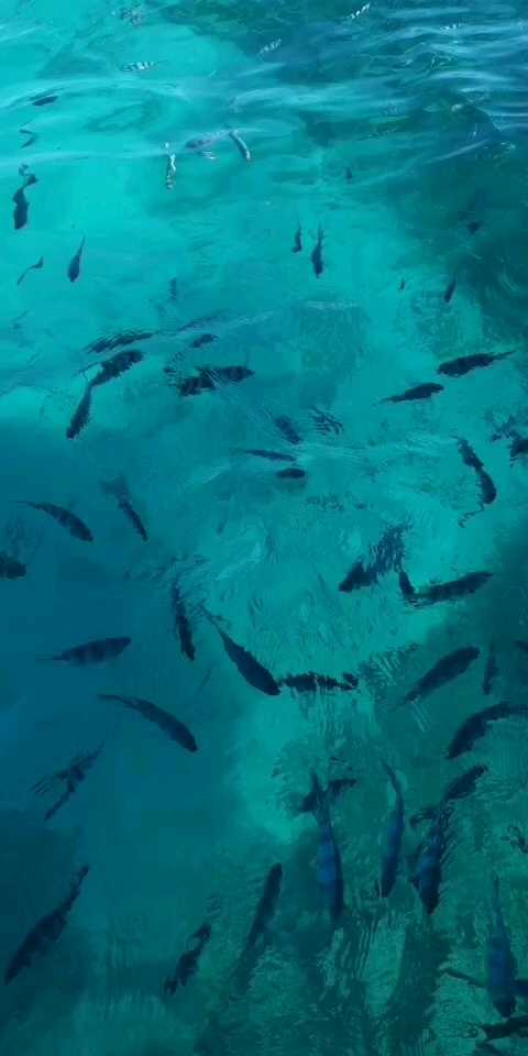 毛里求斯浮潜 喂鱼 蓝湾真的好蓝啊