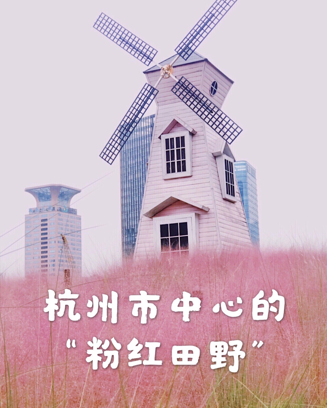 杭州 市中心的“粉红田野”：万国花园 粉黛乱子草的盛开，象征着又一个秋天的到来。粉黛高1米左右，花期
