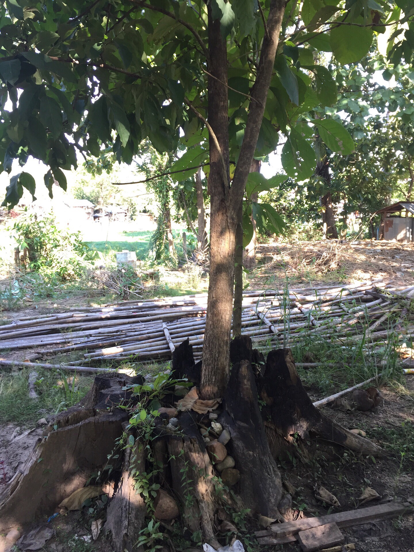 一棵被雷劈放倒的大树根中间，又长出来一棵小树（这是在缅甸克伦邦妙瓦底的边境的一个农庄）