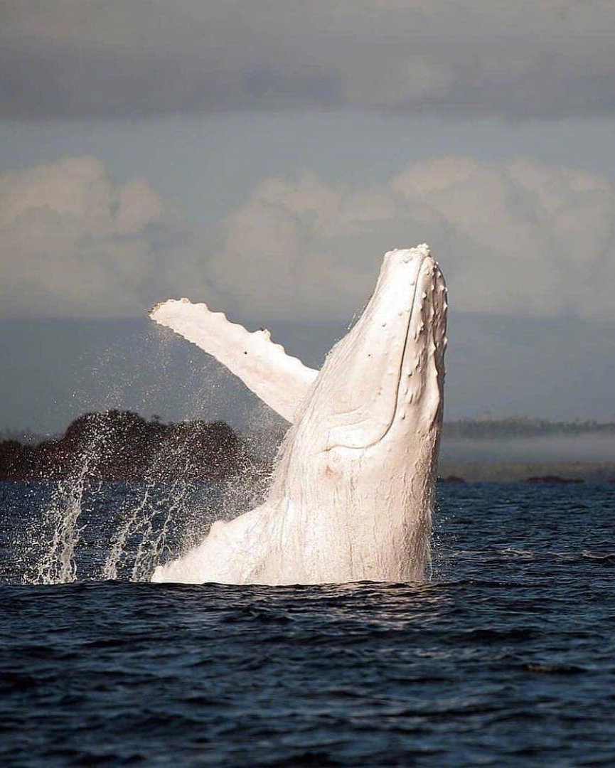 ✨邂逅大海中的温柔巨兽！聆听海之音，澳洲最佳观鲸TOP地！  👉每年5月-11月，是澳洲观鲸的最佳时