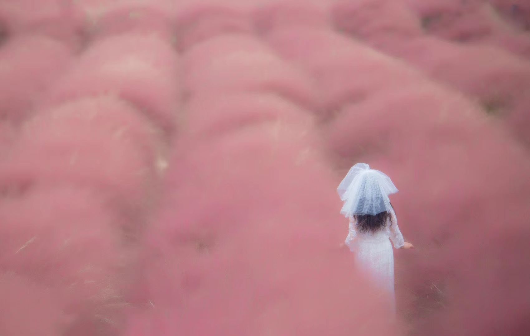 打卡常州粉黛庄园 原产于北美大草原的粉黛乱子草 常州也有了 而且超过200亩一望无际粉色花海!而且花