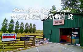 Matakana Oysters