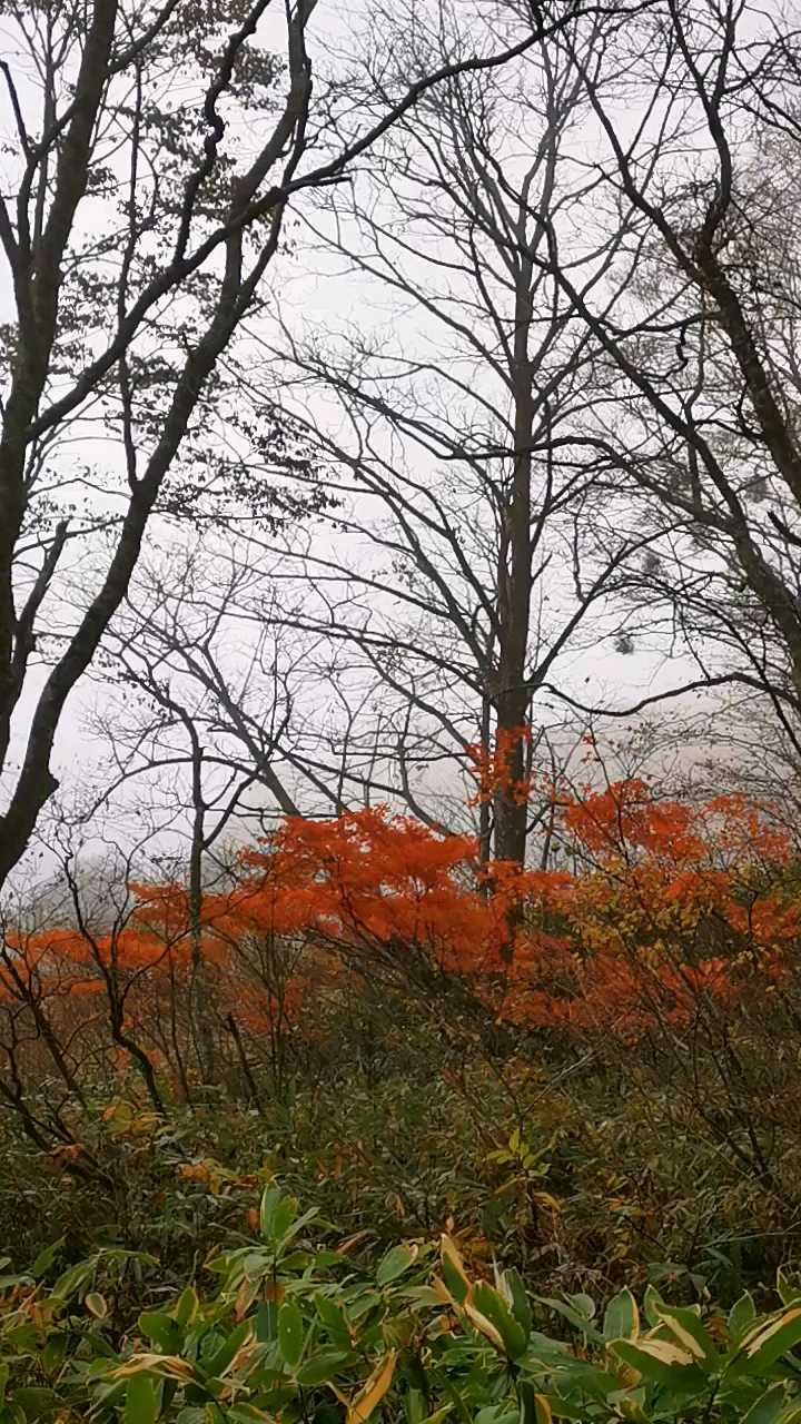 11月初，在  新潟县·日本  ，乘 “  妙高高原缆车  ”上山！看， 妙高高原  ，深秋，最美，