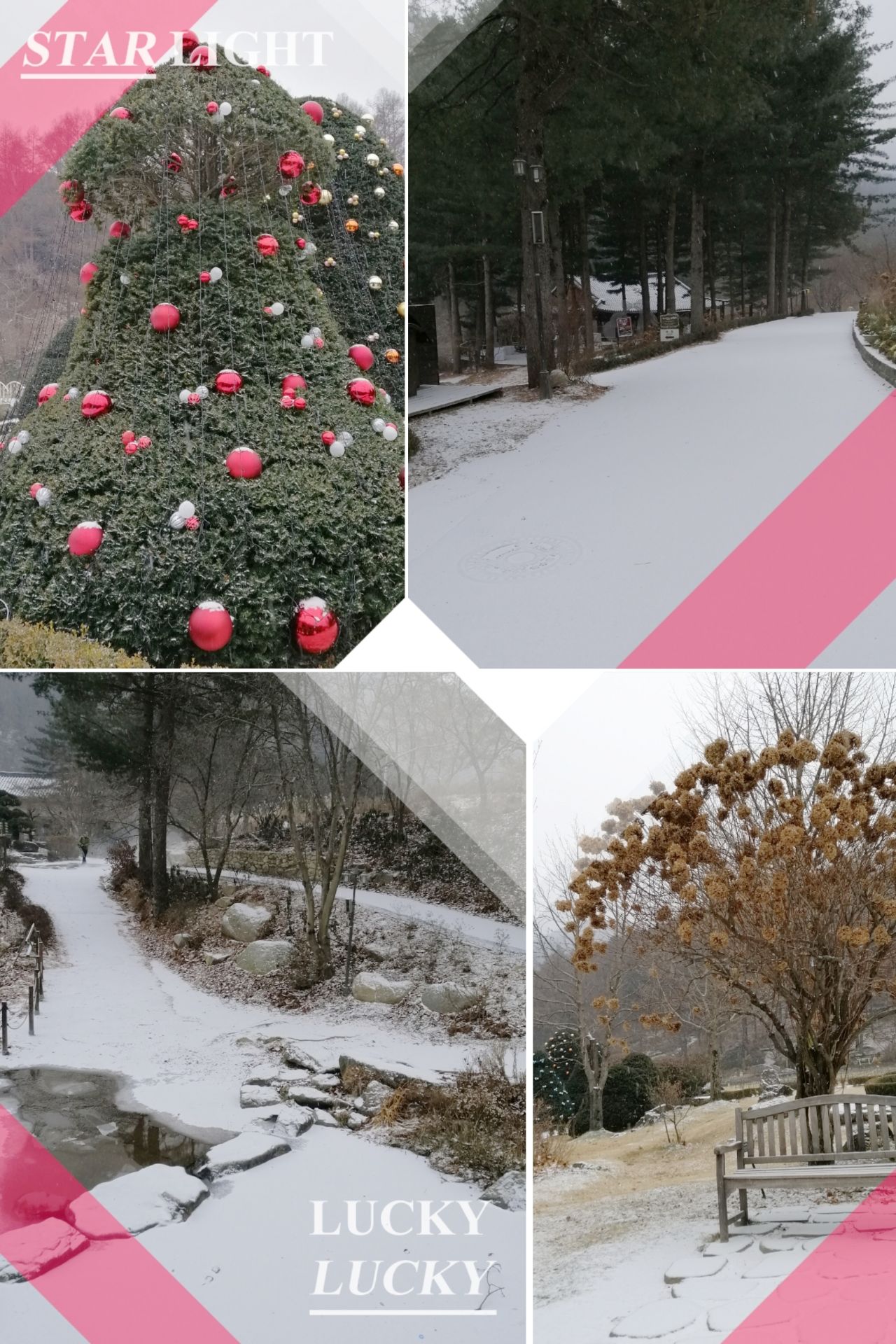 （更新）冬日 圖1，這幾天剛下一場雪，景區內也設置了聖誕裝飾。 秋紅～1 平日也是個很有特色的樹木園