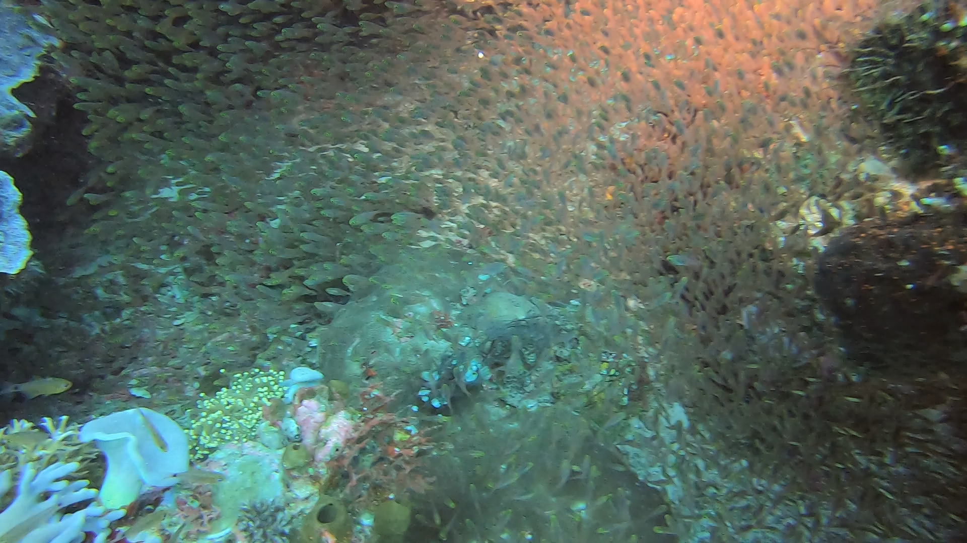 四王岛潜水，看到无数的鱼。