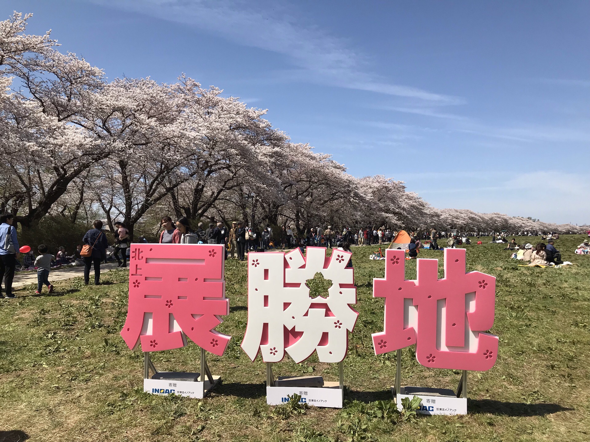 2019.4.21，大晴，看看北上展怒放的樱花。