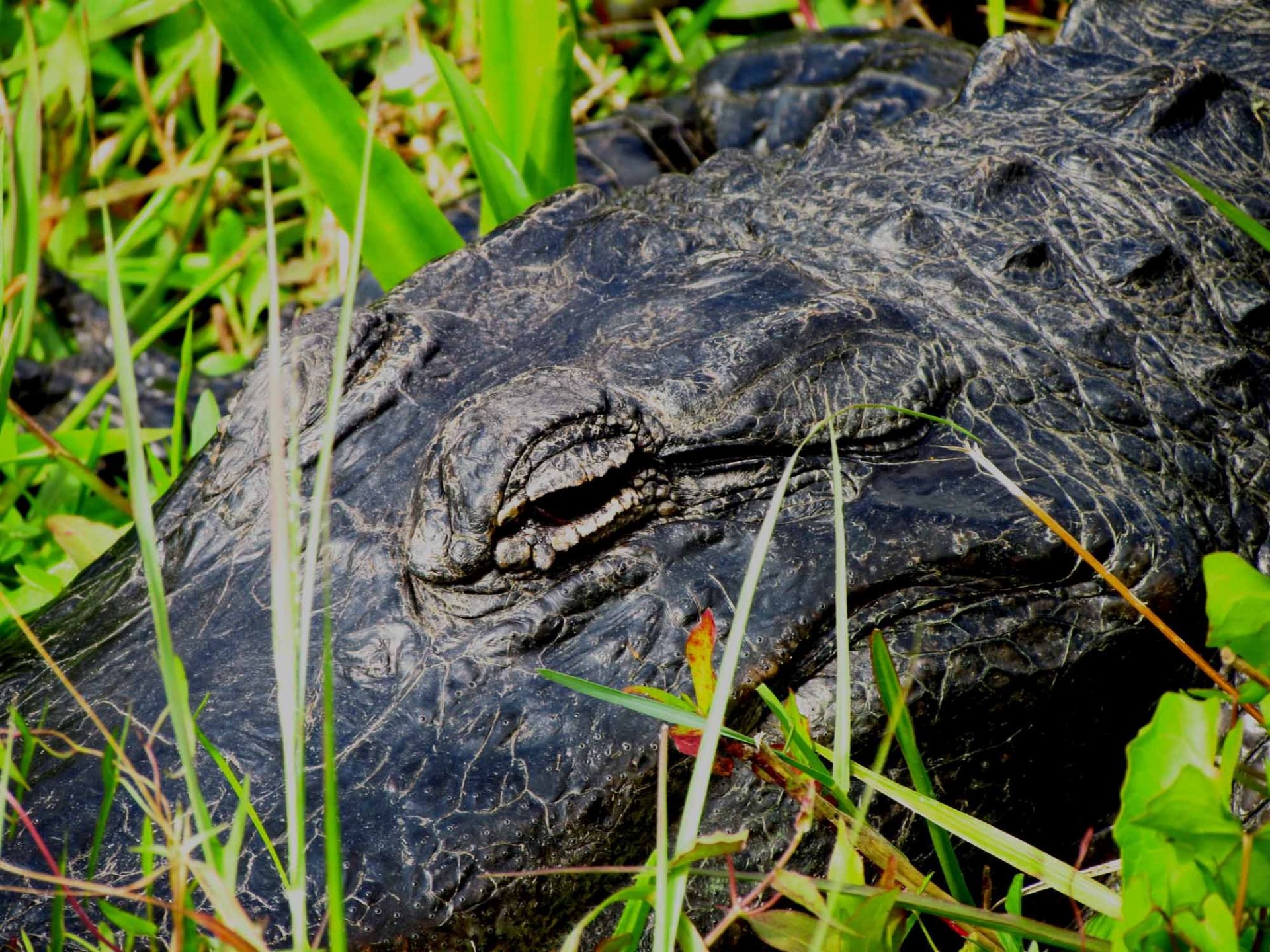 美洲短吻鳄(alligator)是美国大沼泽地国家公园（Everglades National Pa