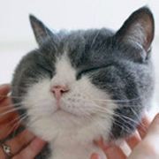 独角兽的小可爱