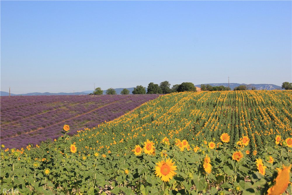 #人气攻略：普罗旺斯的夏天属于薰衣草#在法国，看薰衣草最美的地方就是瓦朗索勒，它是法国上普罗旺斯阿尔