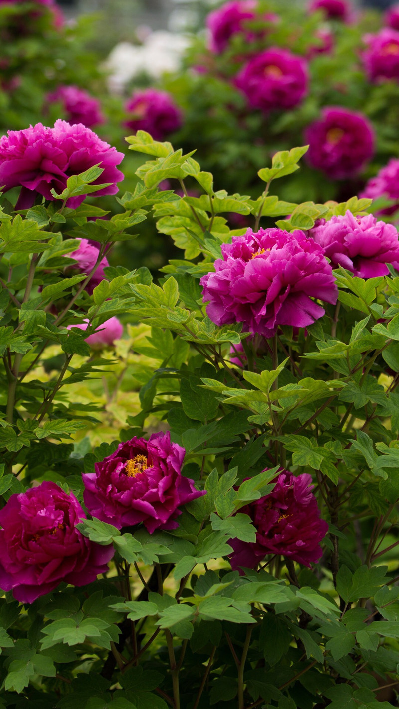 牡丹花品冠群芳,况是其间更有王.四色变而成 百色 ,百般颜色百般