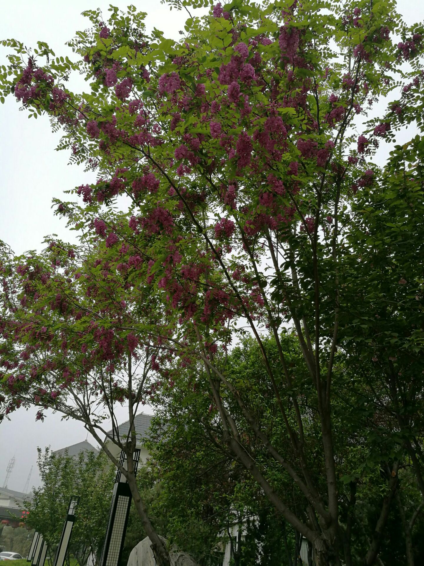 满树的紫花